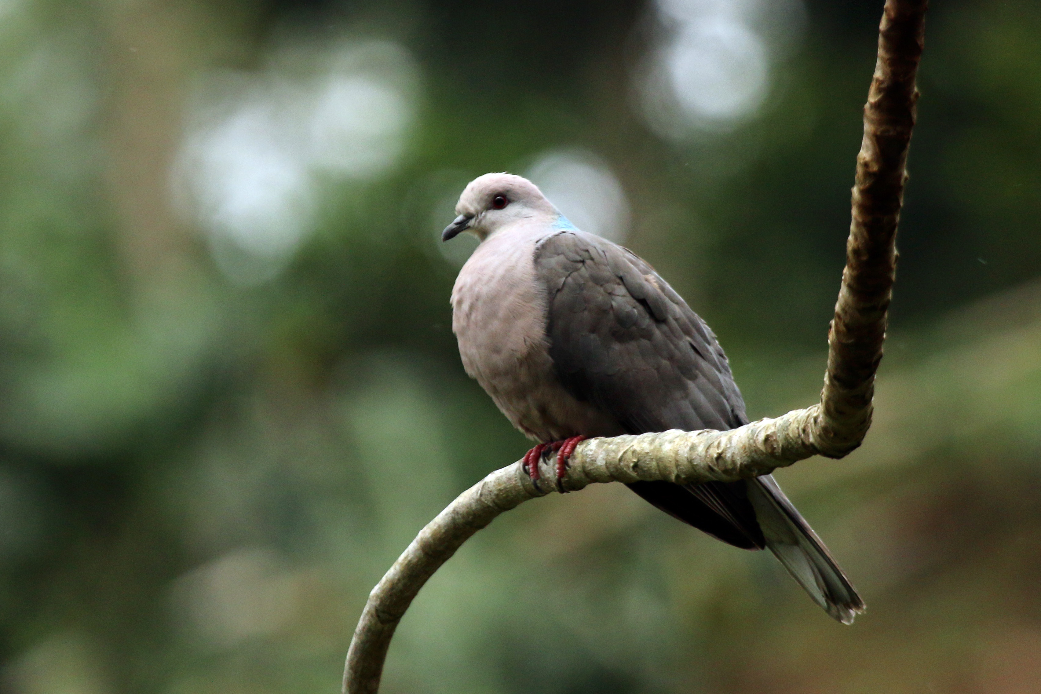 File:Mershon's The Passenger Pigeon (Band-tailed Dove illustration).jpg -  Wikipedia