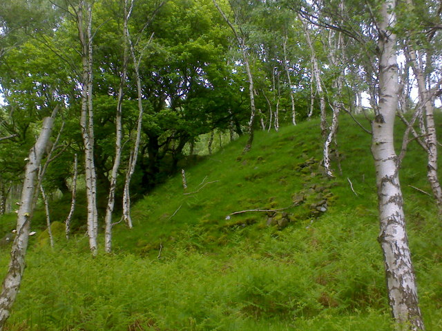 File:Scenery of Silver birch in Bolehill Quarry near Grindleford - geograph.org.uk - 1095209.jpg