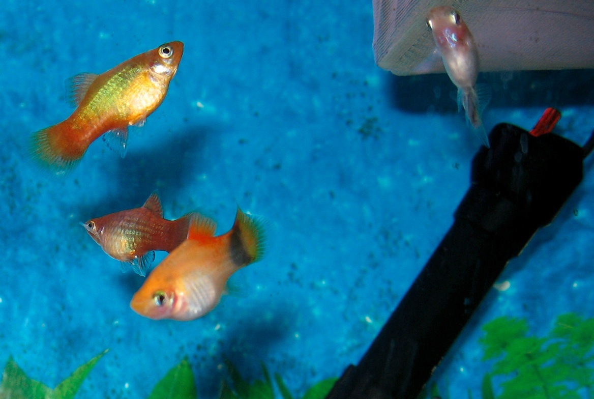 Platy (fish) - Wikipedia