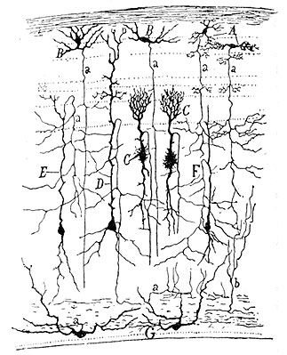 Файл:SparrowTectum.jpg