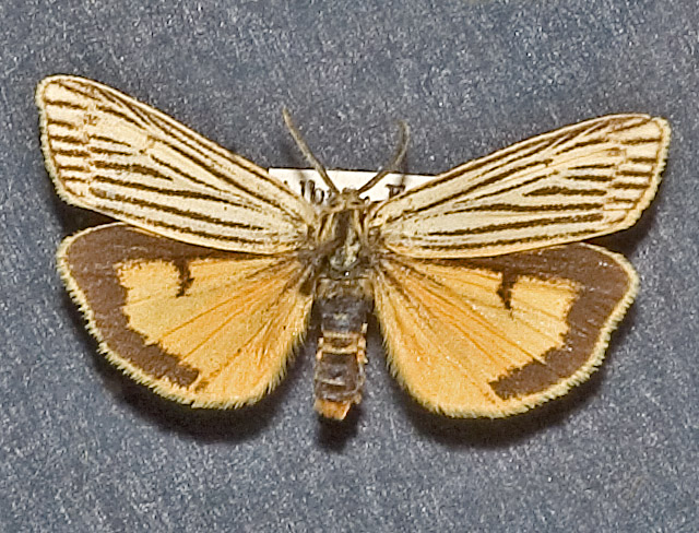 File:Spiris striata2.jpg