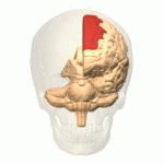 Superior frontal gyrus animation small.gif