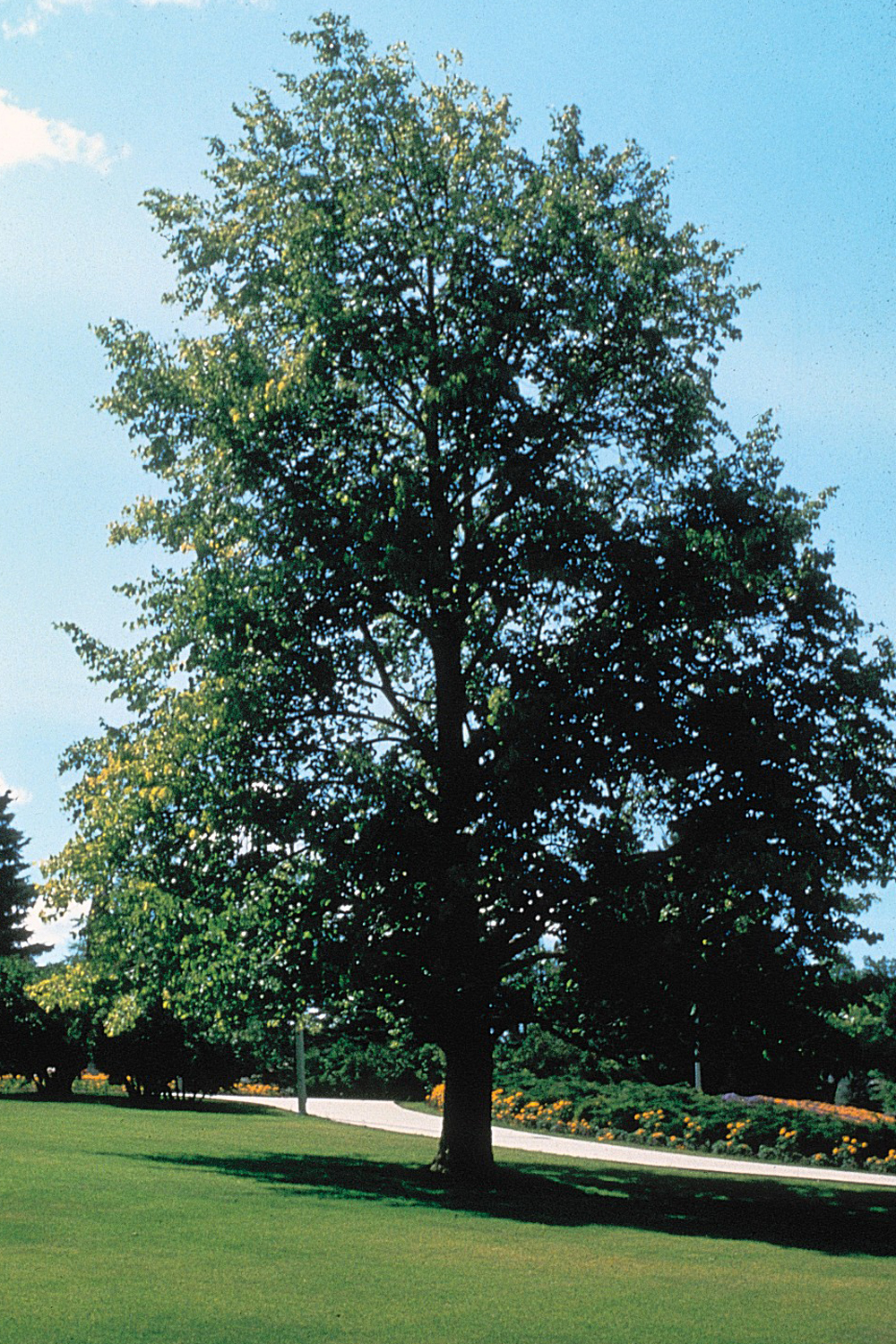 Tilia americana ~ Basswood – Moon's Tree Farm