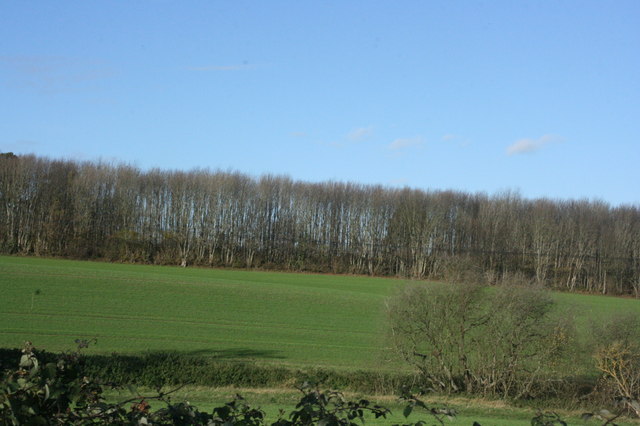 File:Toll Wood - geograph.org.uk - 3329507.jpg