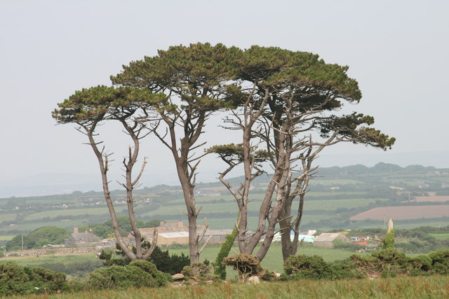 File:Trees near Boscawenoon Farm - geograph.org.uk - 1379458.jpg