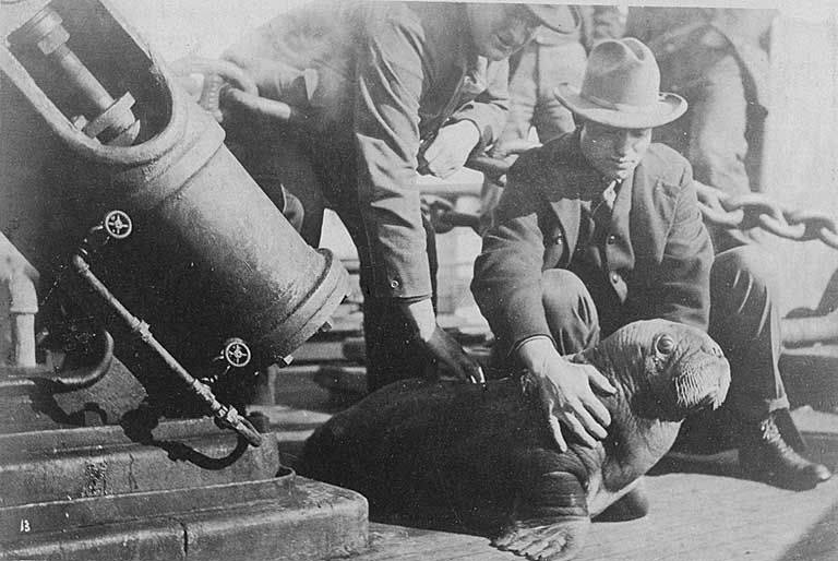 File:Two men holding a baby walrus, Alaska, circa 1906 (AL+CA 2462).jpg