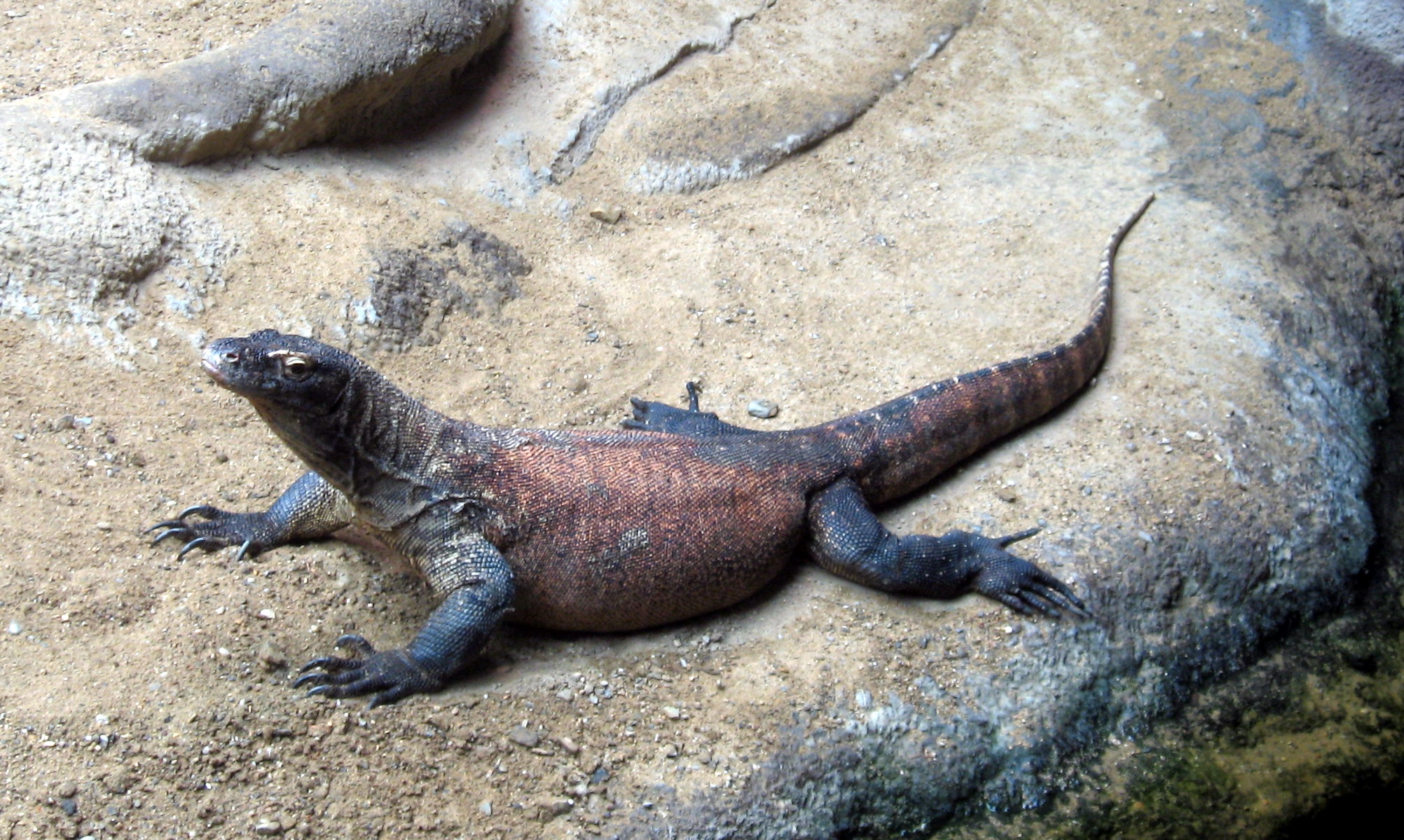 komodo dragon habitat diorama