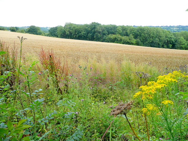 File:Wheat field and Wet Wood - geograph.org.uk - 1419654.jpg