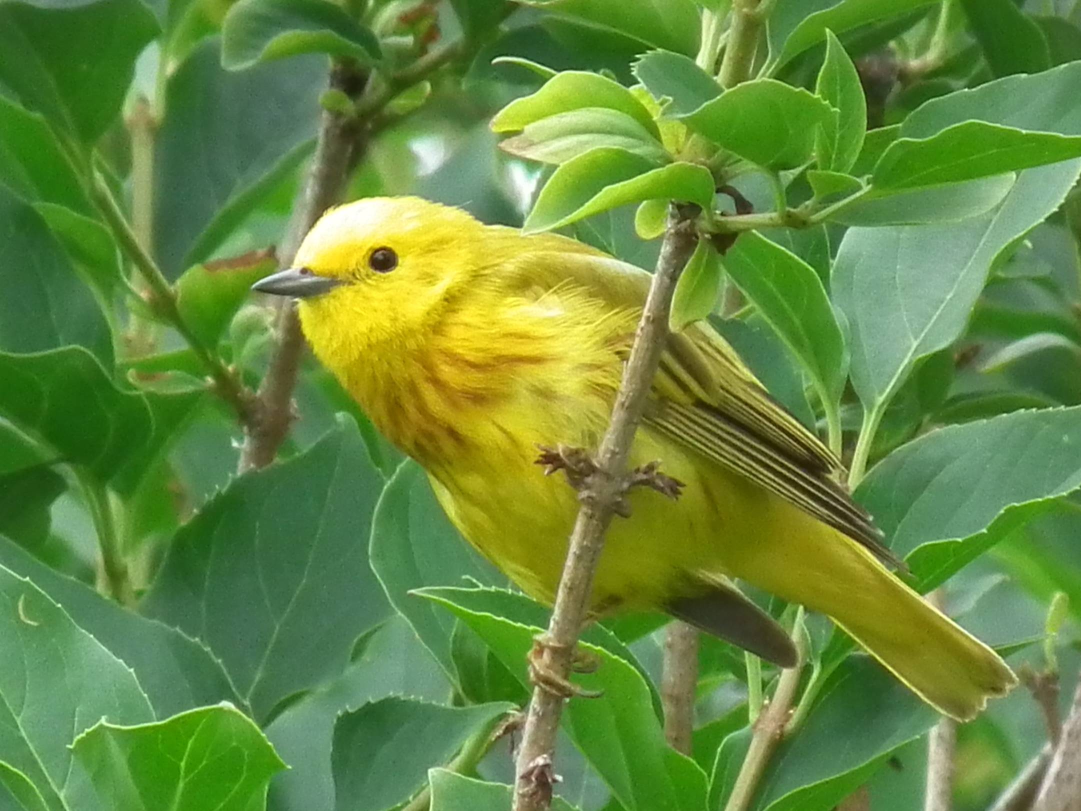 Ло желтая. Yellow Warbler птица. Лимонный певун. Канарейка зеленая. Желтая певчая камышевка.