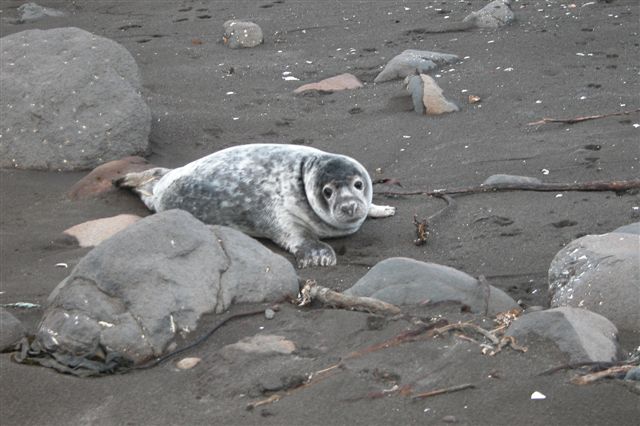 Datei:Young seal at beach in the faroe islands (behind rocks).JPG