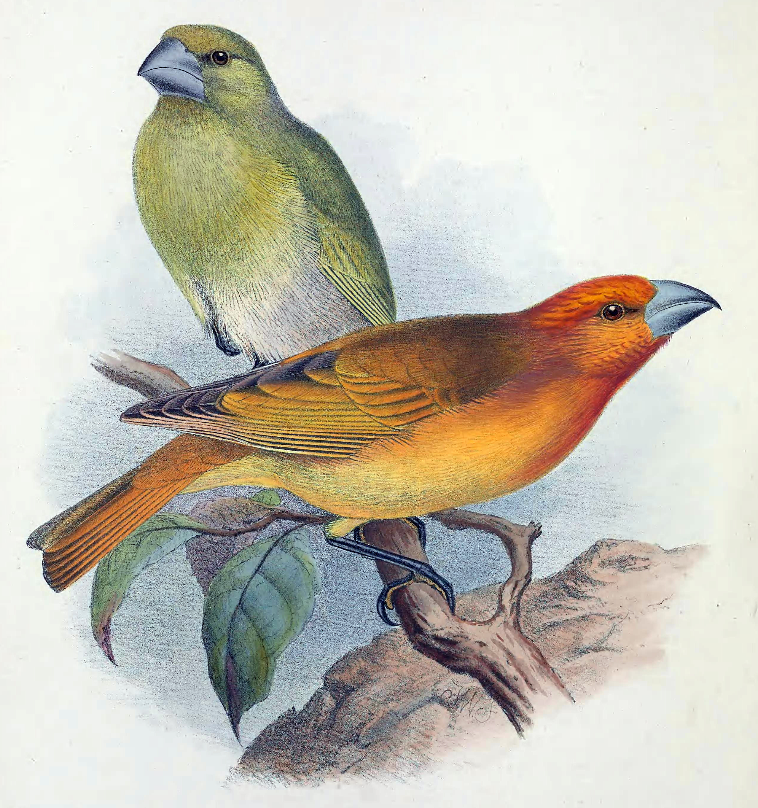 <i>Rhodacanthis</i> Extinct genus of birds