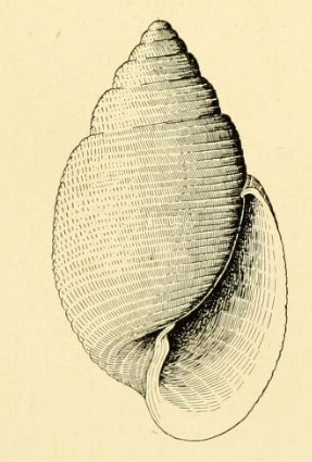 <i>Acteon roseus</i> Species of marine gastropod