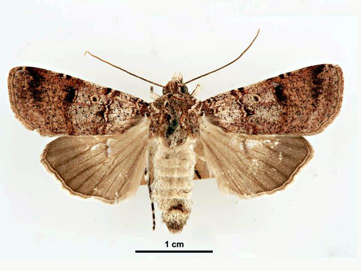 File:Agrotis porphyricollis female.jpg