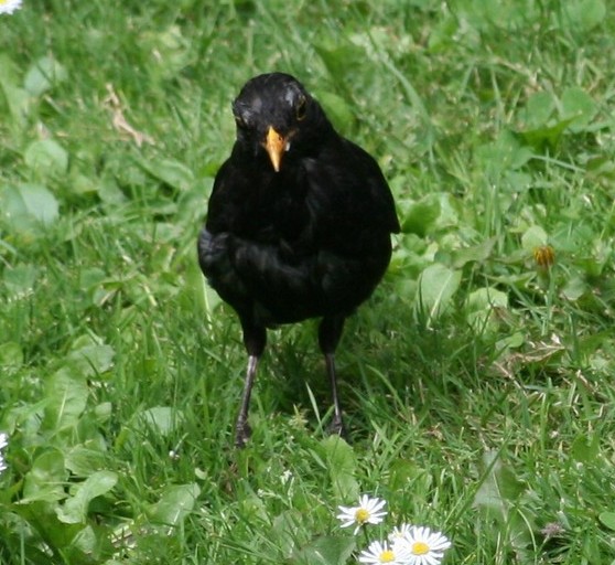 File:Amsel123.JPG