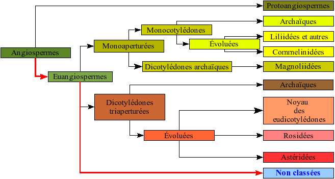 File:Angiospermes arbre10.png