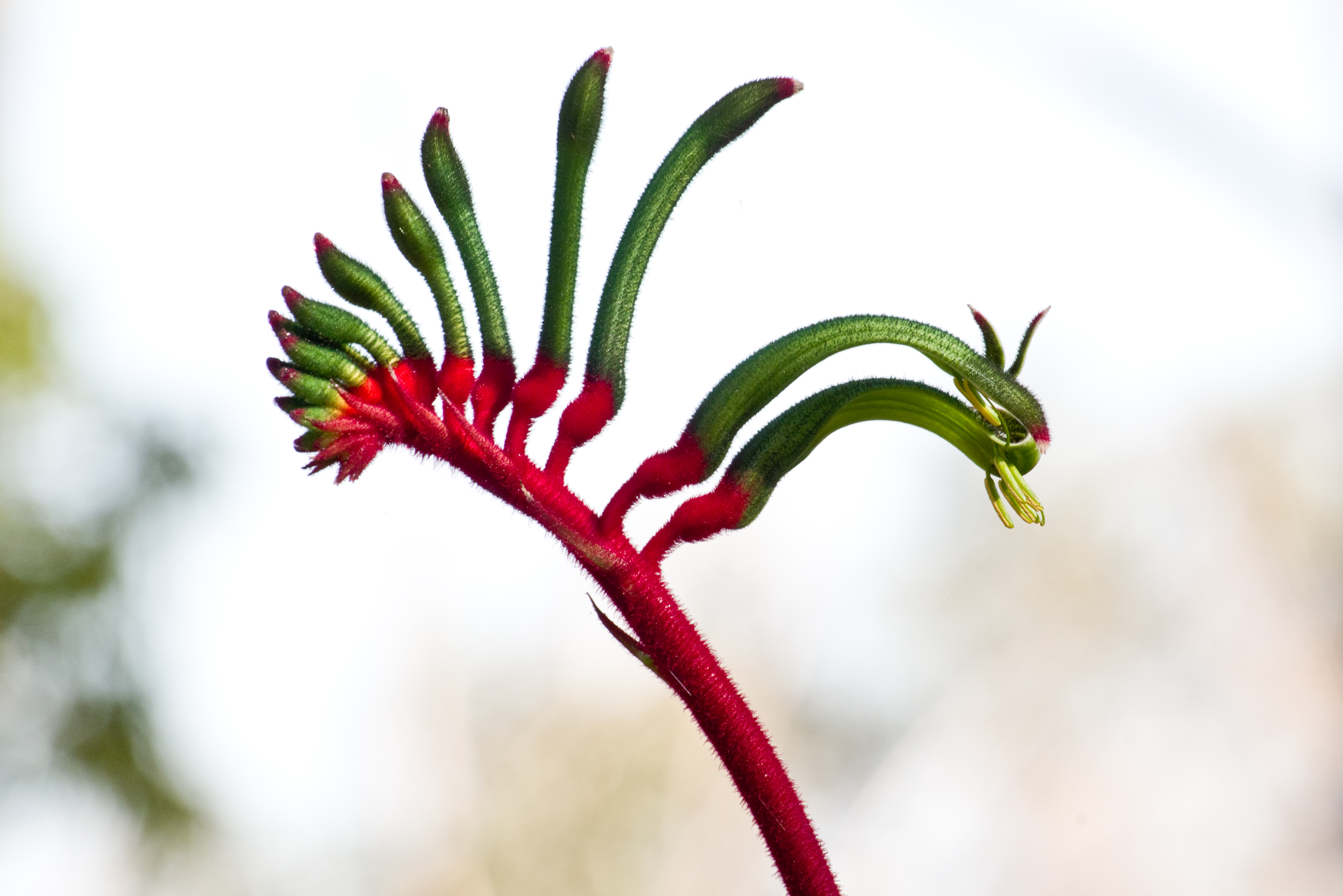 https://upload.wikimedia.org/wikipedia/commons/0/0a/Anigozanthos_manglesii_gnangarra-1007.jpg