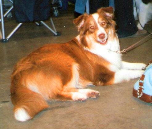 File:Aussie Red Tricolor.jpg