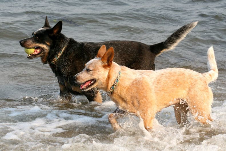 File:Australian Cattle Dogs red and blue.jpg