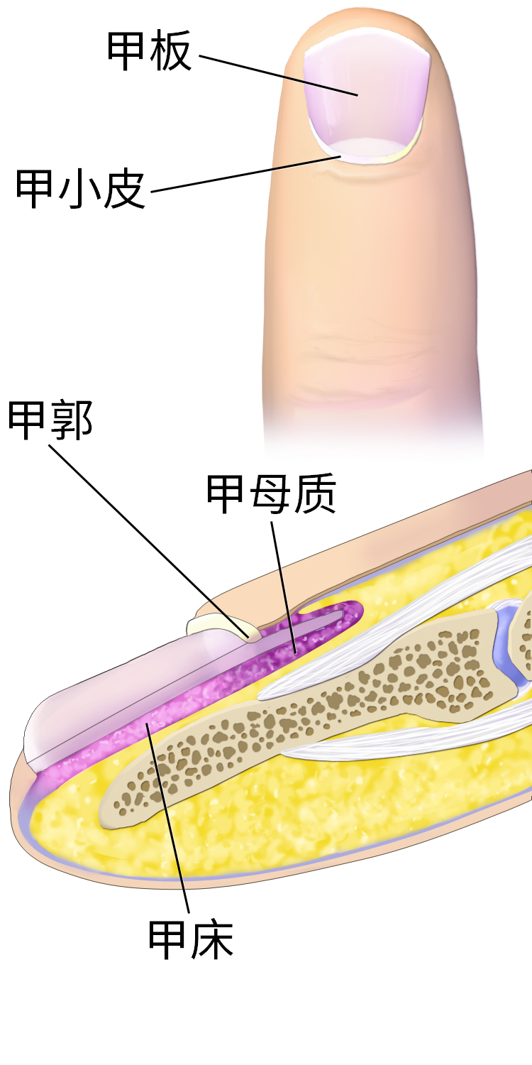 Normal anatomy of the nail and the fingertip. E: eponychium; H:... |  Download Scientific Diagram