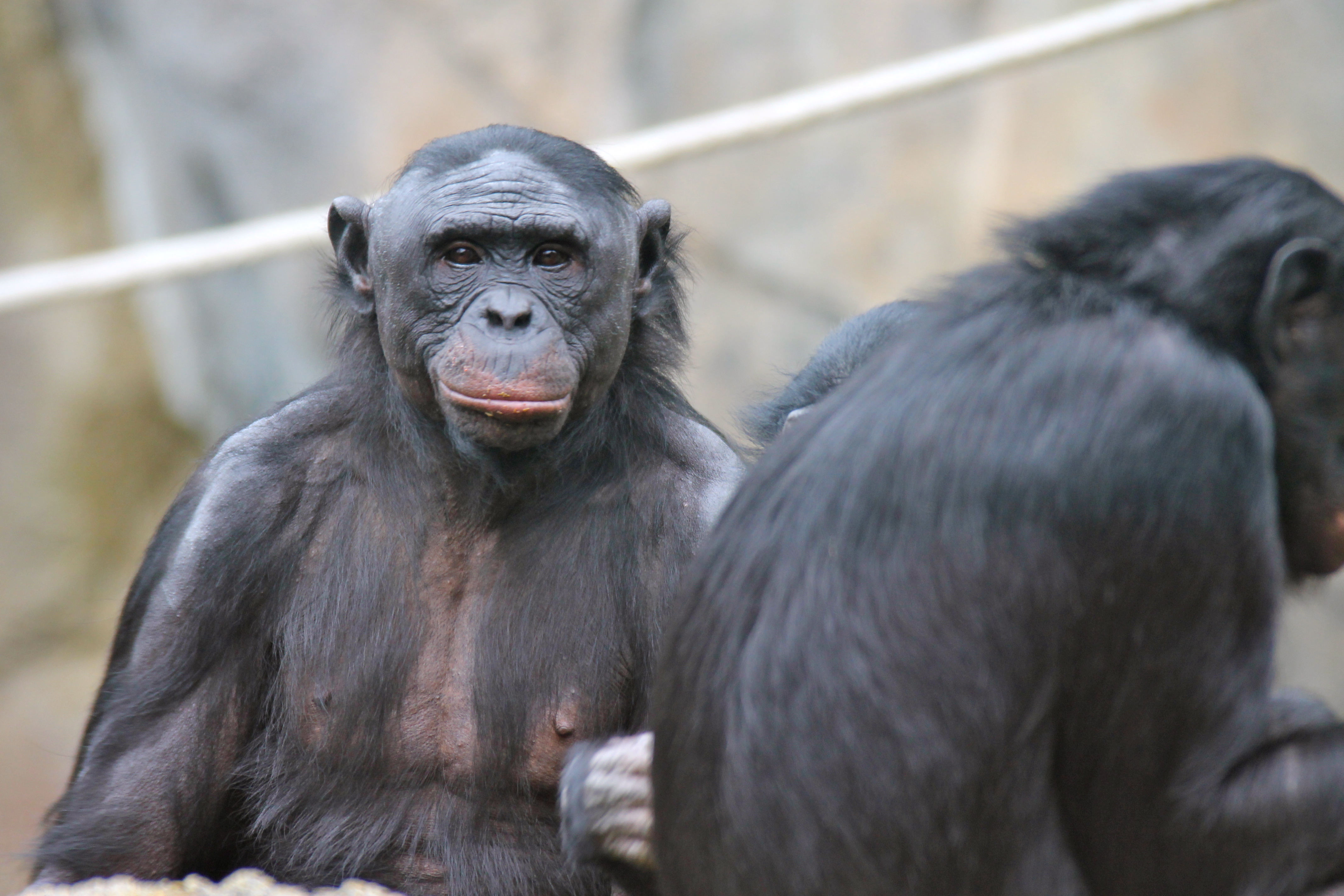 Great ape personhood - Wikipedia