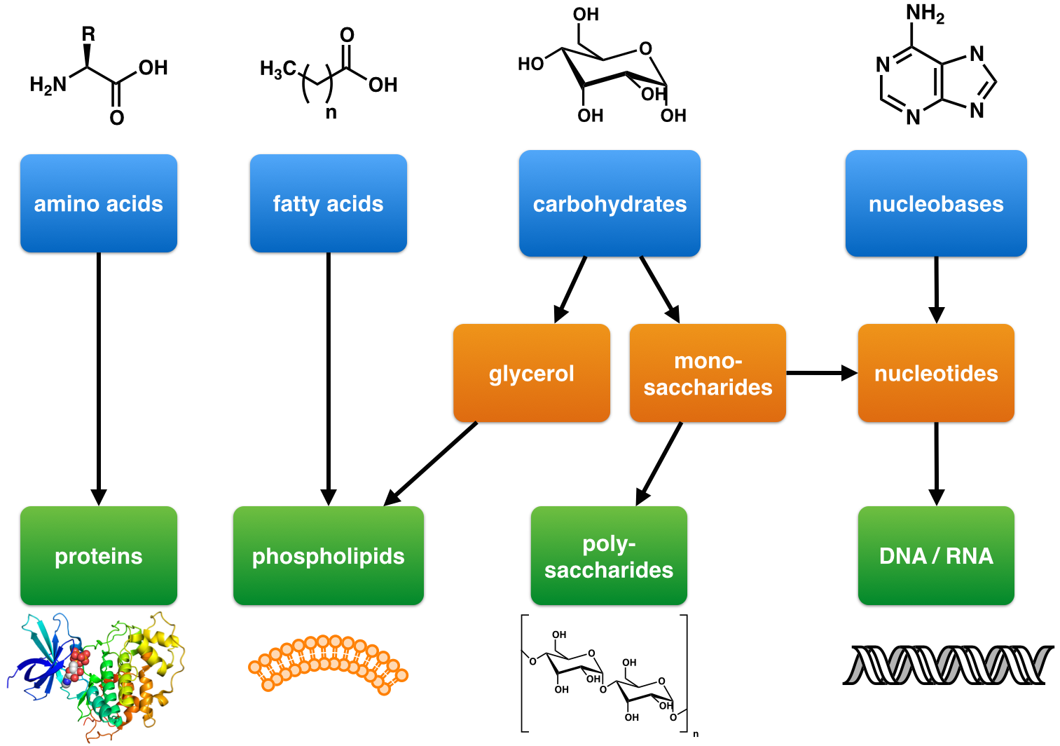 Organic Compounds Boundless Anatomy And Physiology