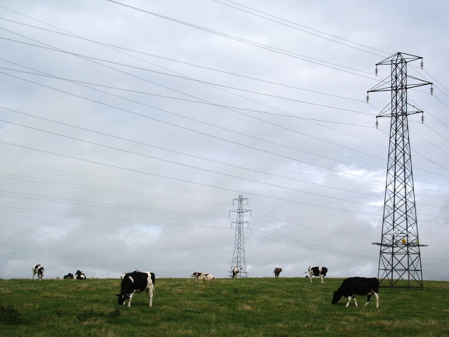 File:Cattle - geograph.org.uk - 564851.jpg