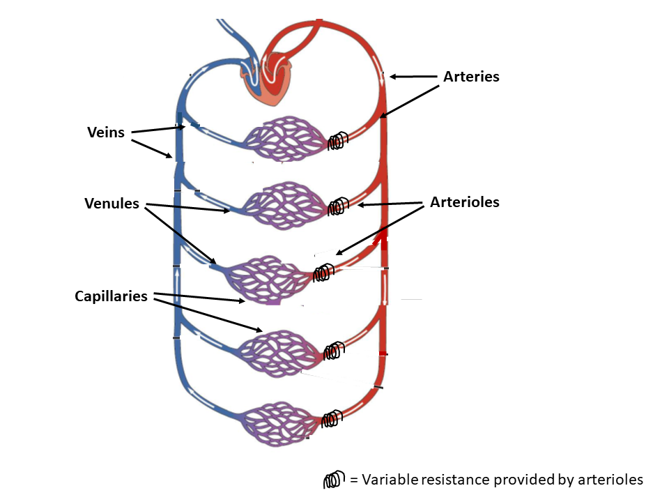 blood vessels diagram to label