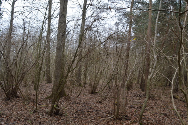 File:Coppicing, Wildman Plantation - geograph.org.uk - 4475873.jpg