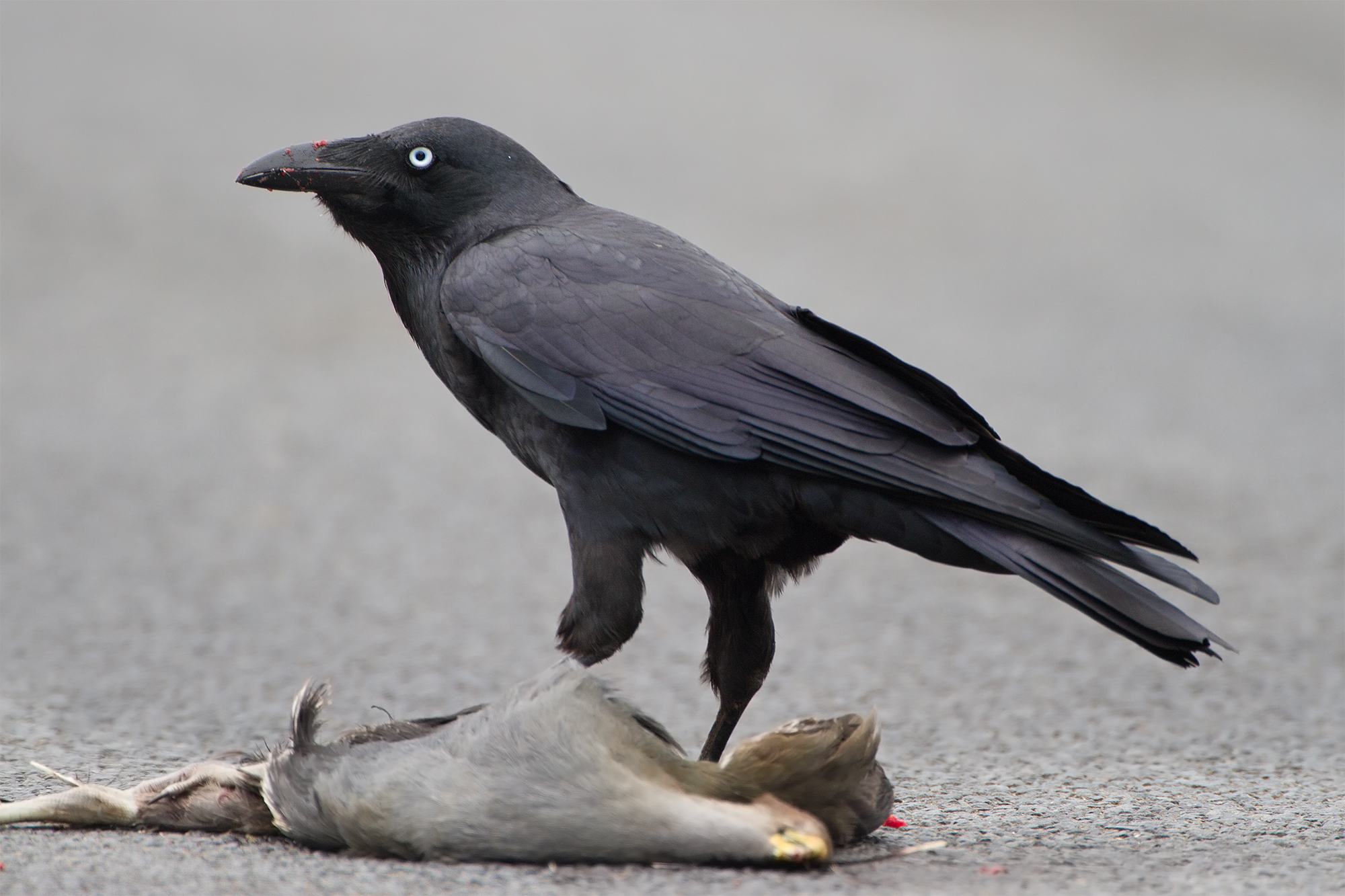 Black Crow Naked