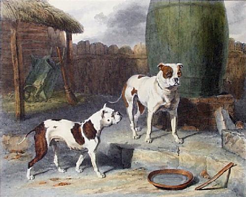 Old English Bulldog Wikipedia