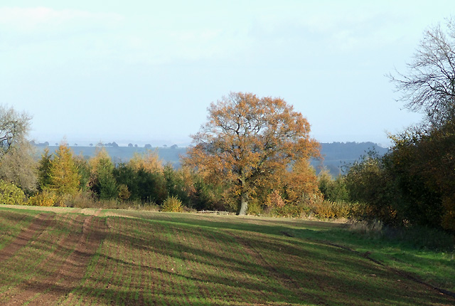 File:Crop Field near Loughton, Shropshire - geograph.org.uk - 606950.jpg