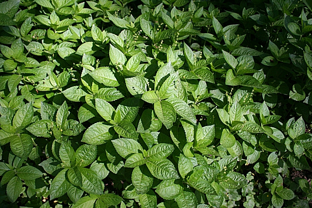 File:Dog's Mercury (Mercurialis perennis) - geograph.org.uk - 422121.jpg