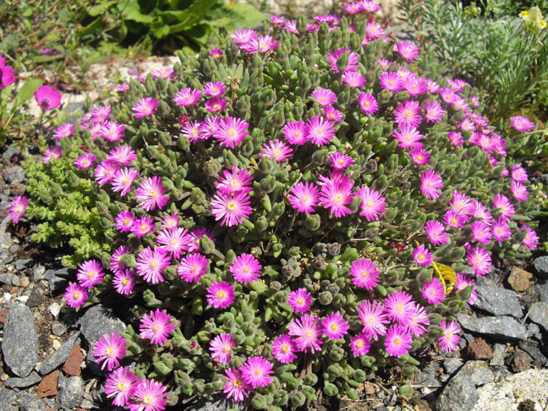 File:Drosanthemum hispidum 1-2.JPG