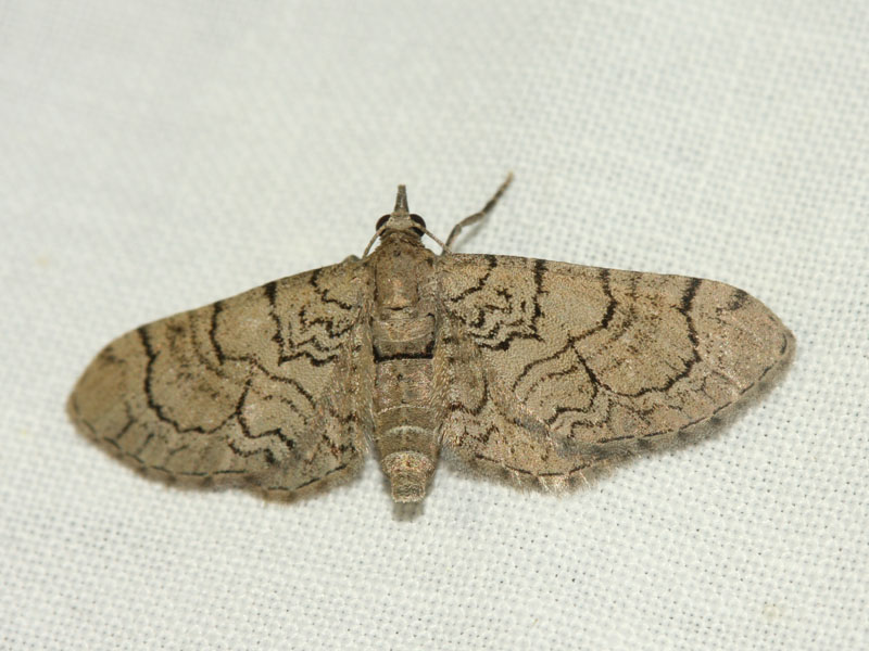 File:Eupithecia silenicolata Enka.jpg