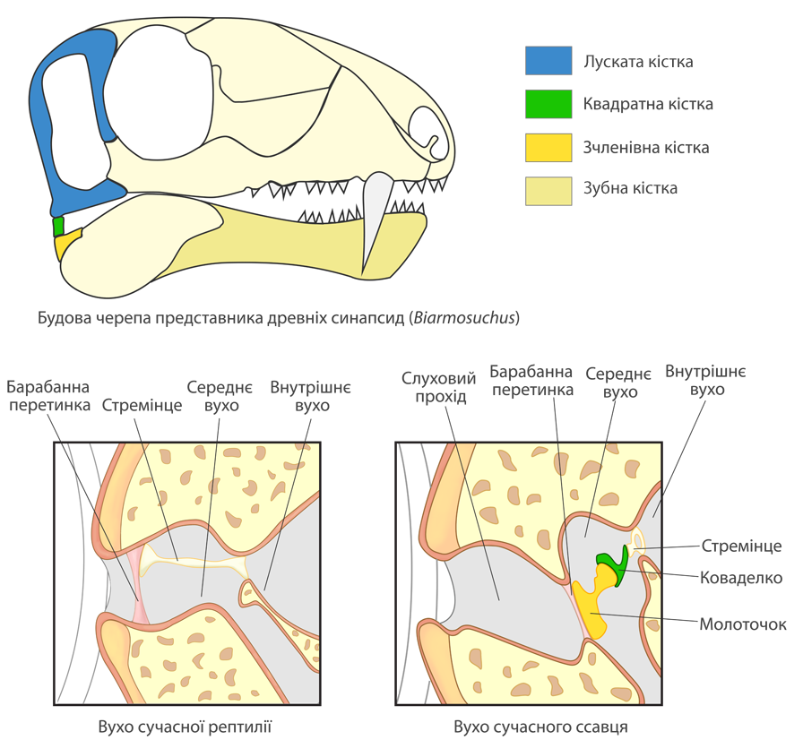 Ossicles - Wikipedia