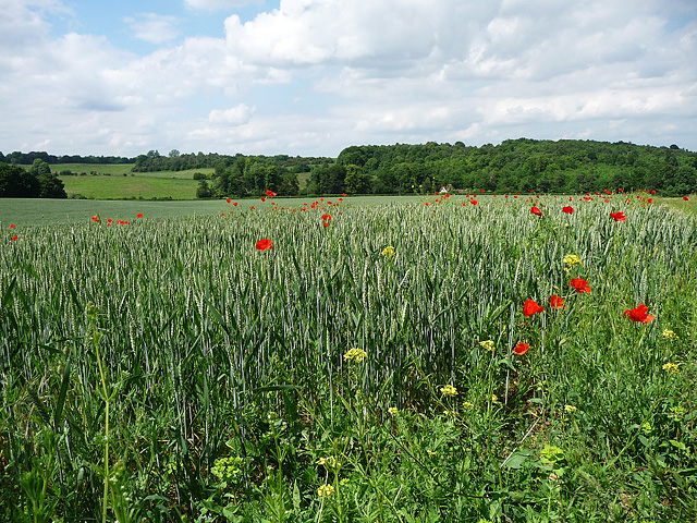 File:Farmland near Farnborough (2) - geograph.org.uk - 1966068.jpg