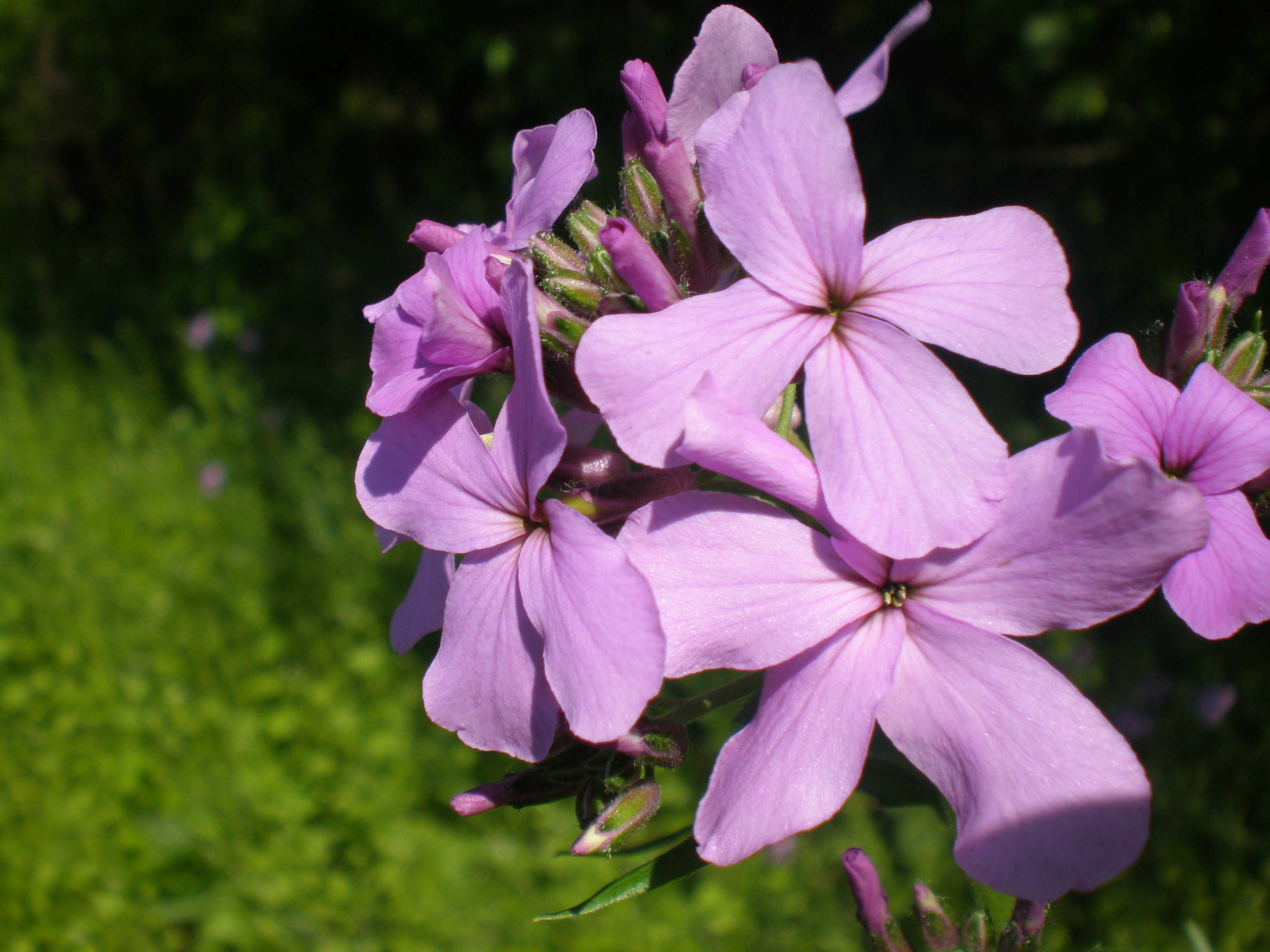 Hesperis matronalis