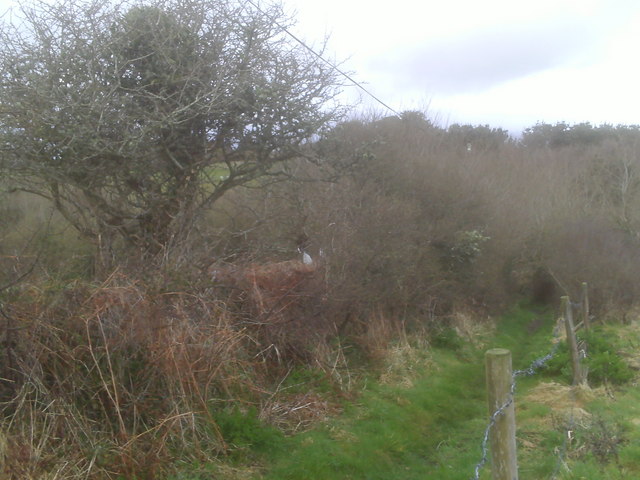 File:Footpath from Kuggar to Gwendreath - geograph.org.uk - 1225786.jpg