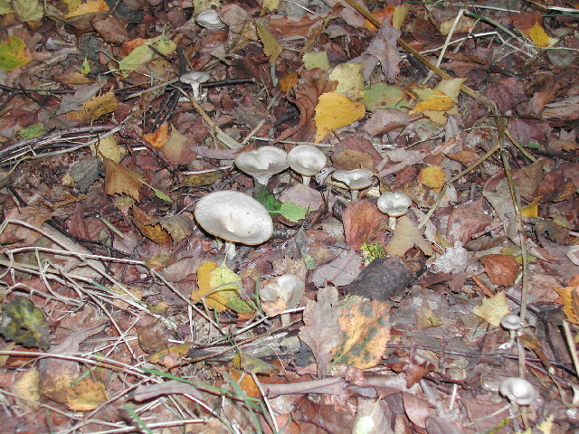 File:Fungi, Sherwood Forest - geograph.org.uk - 62409.jpg