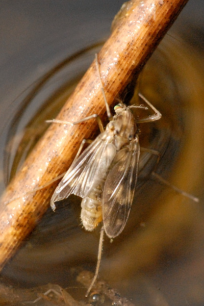 File:Guttipelopia.guttipennis.-.lindsey.jpg