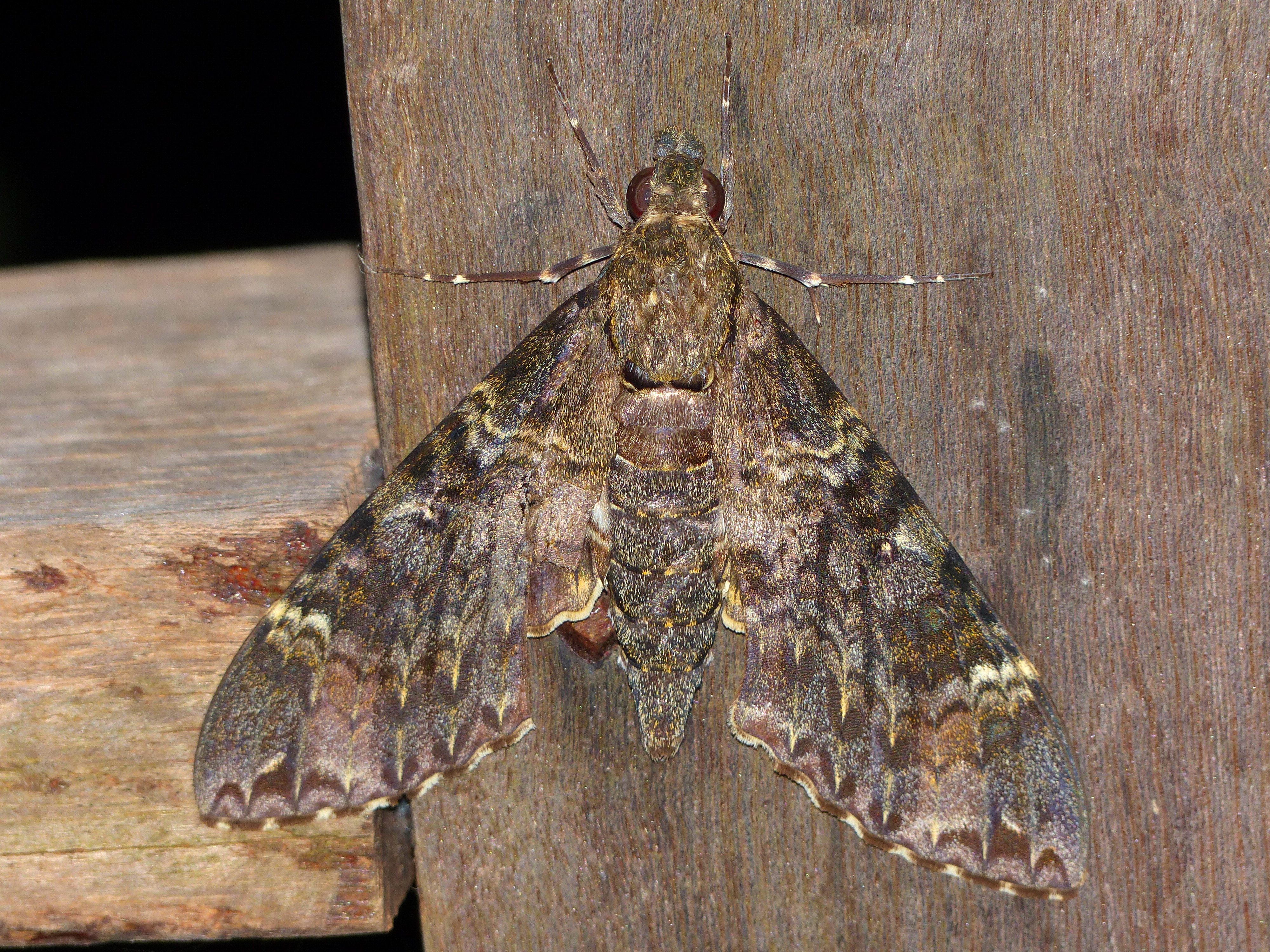 Hawkmoth (Meganoton nyctiphanes) (15703552042).jpg