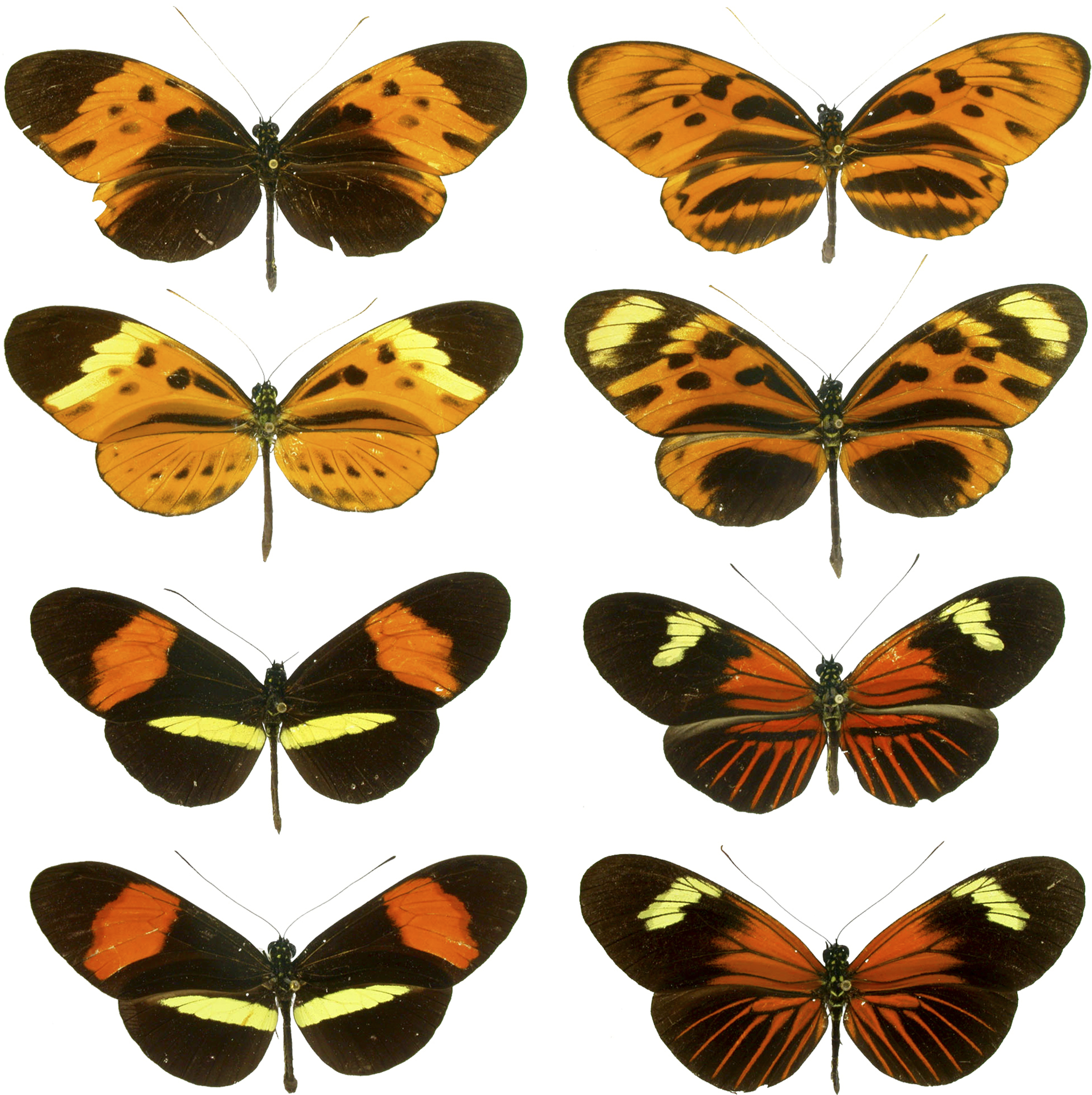 Image result for heliconius