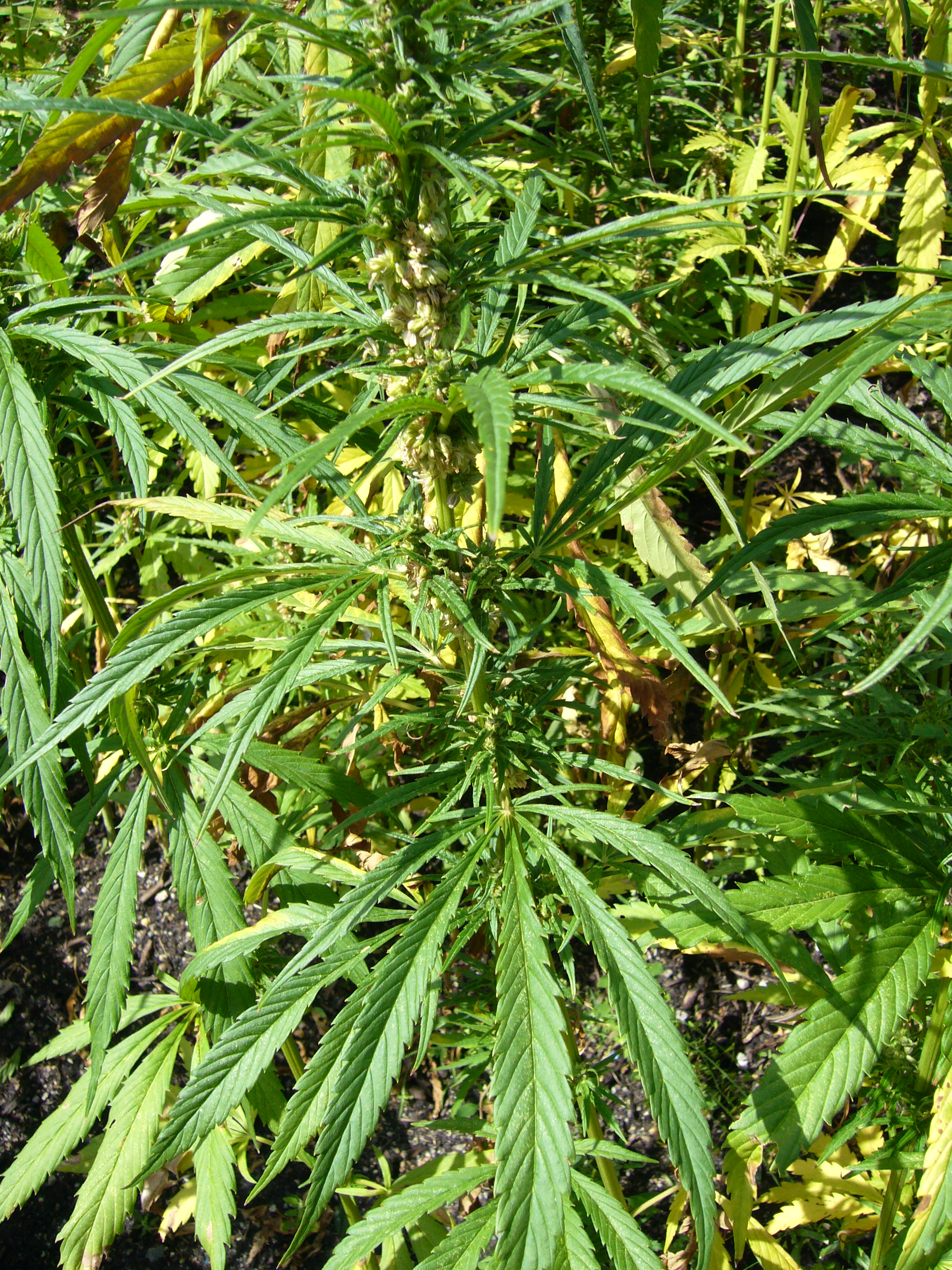 Growing Cannabis Organic Style