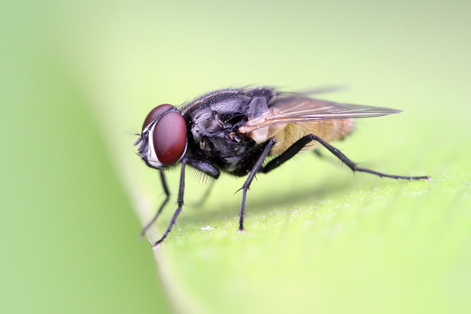 Двукрылые представители. Musca domestica комнатная Муха. Короткоусые Двукрылые. Муха краснохвостая. Двукрылые комнатная Муха.