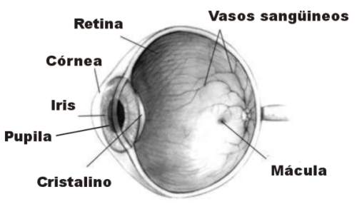 Ficheiro:Human eye.jpg