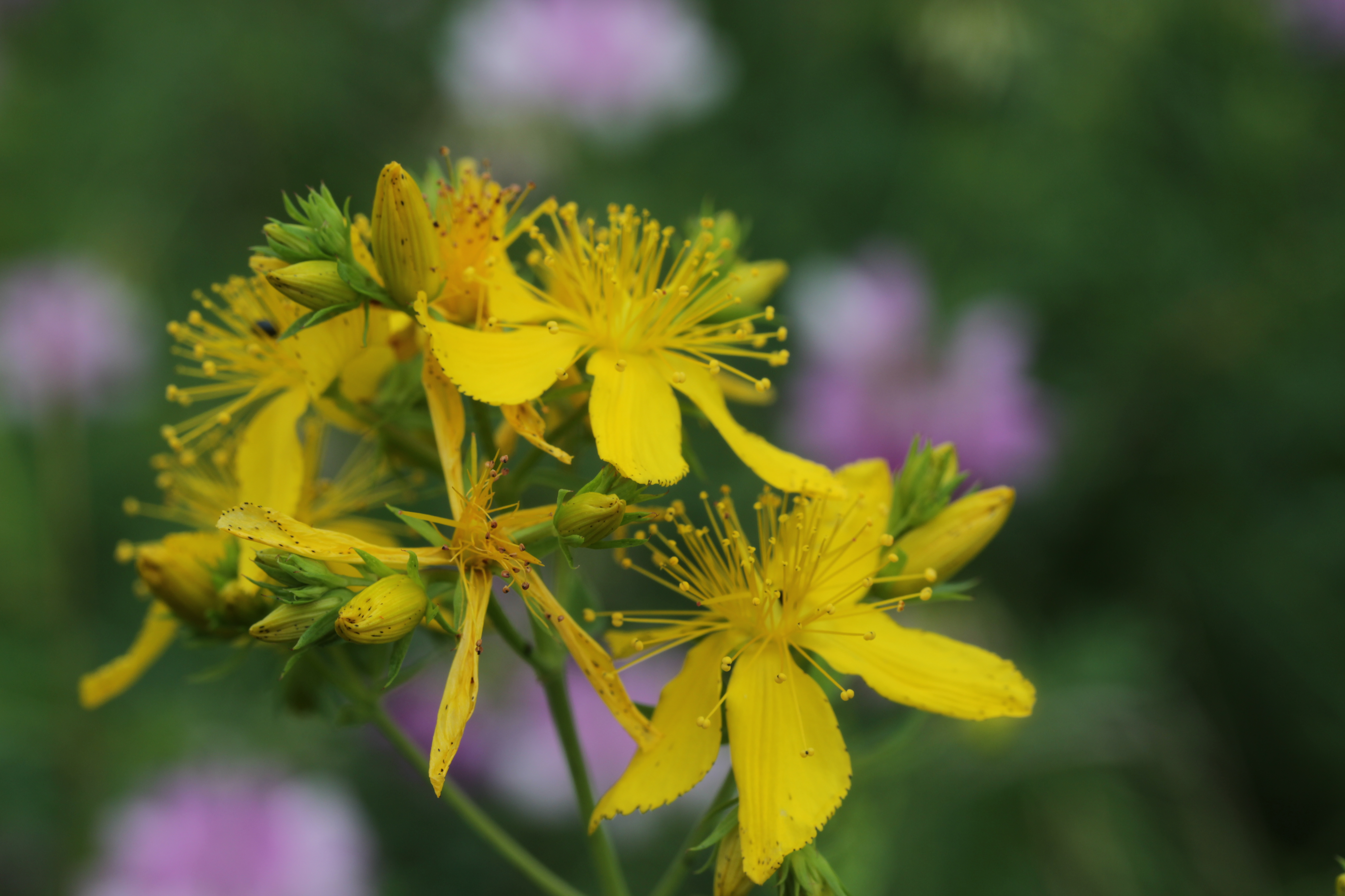 Зверобой красивый Hypericum Pulchrum