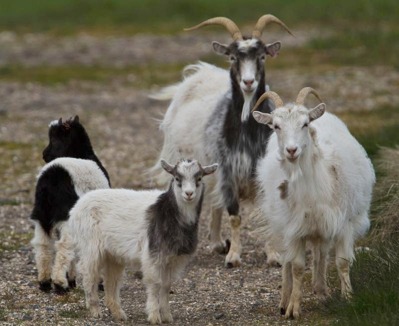 Icelandic_goats.jpg