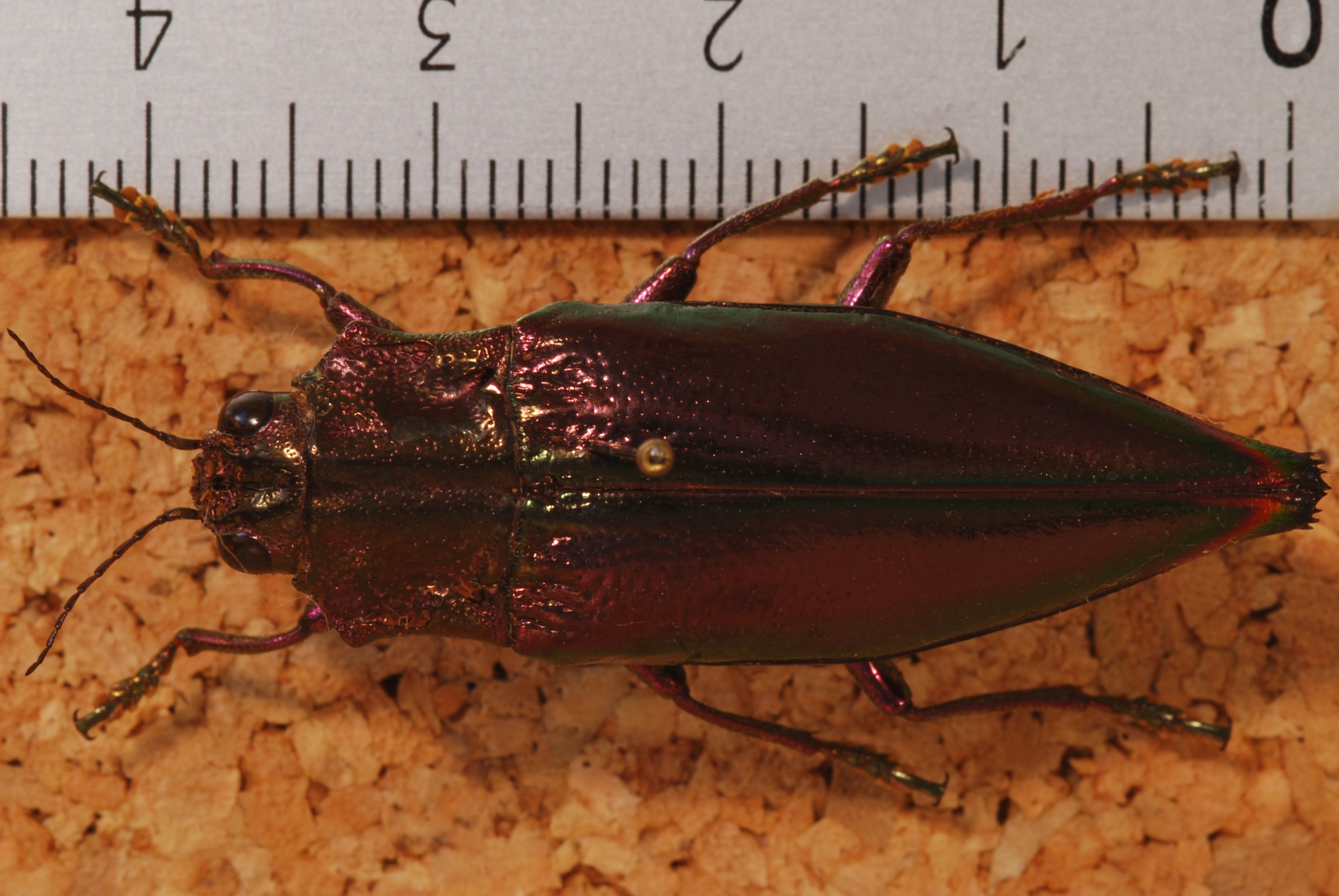 Jewel Beetle (Cyphogastra angulicollis) (8249372981).jpg