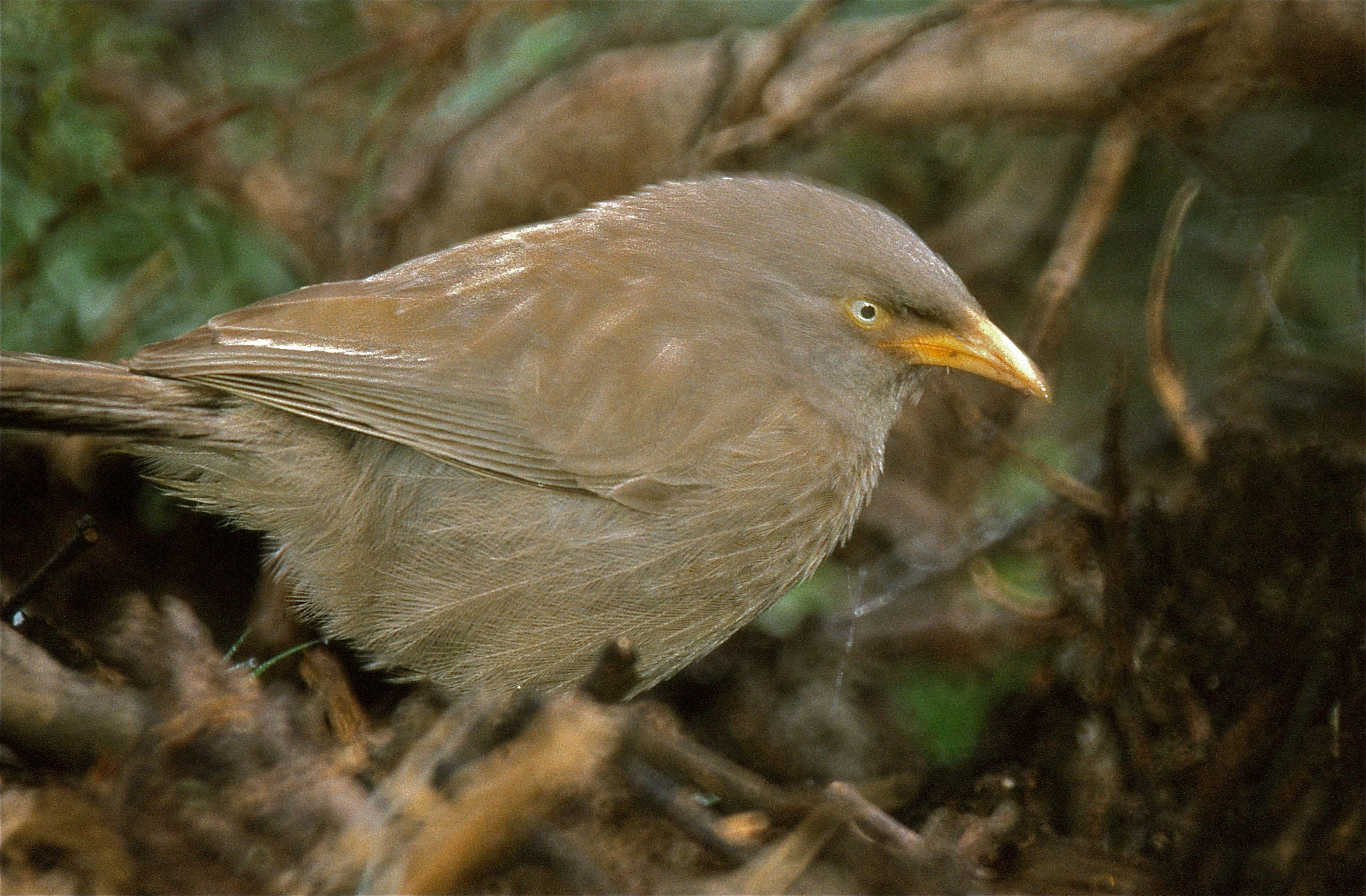 Jungle Babbler (Turdoides striatus) (20946668352).jpg