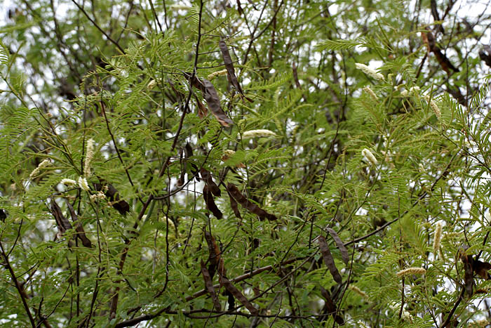 File:Khair (Acacia catechu) leaves & fruits at Hyderabad, AP W IMG 7263.jpg